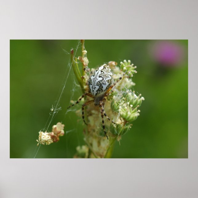 Wunderbare Natur - Kreuzung - Nah Poster (Vorne)