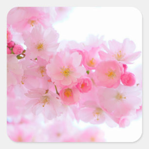 Wunderbare rosa japanische Kirschblüte Quadratischer Aufkleber