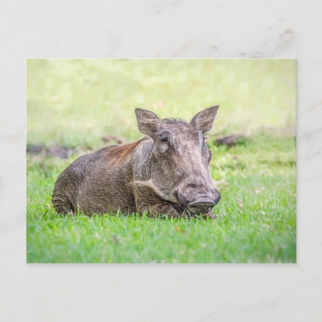 Wunderbare Warthog Postkarte (Vorderseite)