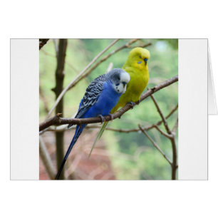 Wunderbarer Budgie