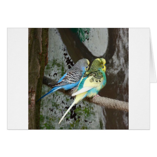 Wunderbarer Budgie Bird (Vorderseite (Horizontal))