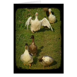 Wunderbarer Wasservogel