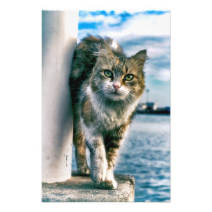 Wunderbares Cat Foto drucken
