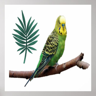 Wunderbares Wellensittich Poster