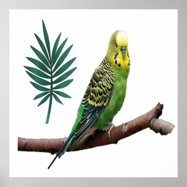 Wunderbares Wellensittich Poster (Vorne)