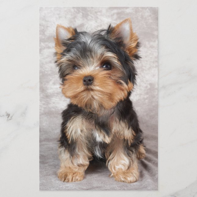 Wunderbares yorkie briefpapier (Vorderseite)