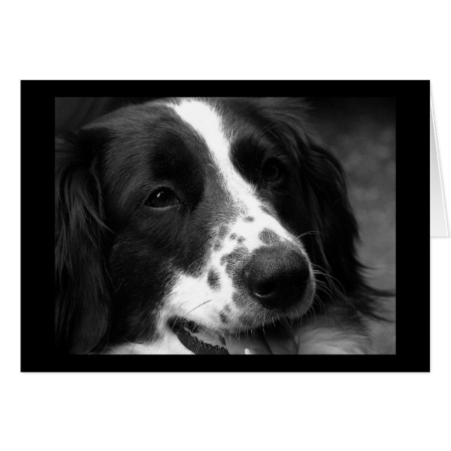 Wunderhund (Vorderseite (Horizontal))