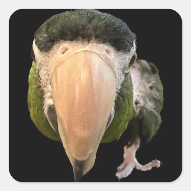 Wunderkitzel-Super-Aufkleber Quadratischer Aufkleber (Vorderseite)