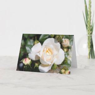 wunderschöne Blume mit weißer Rose. Liebe und Roma Feiertagskarte