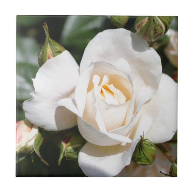 wunderschöne Blume mit weißer Rose. Liebe und Roma Fliese (Vorderseite)