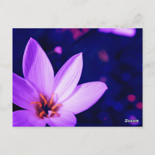 Wunderschöne Blüten Postkarte