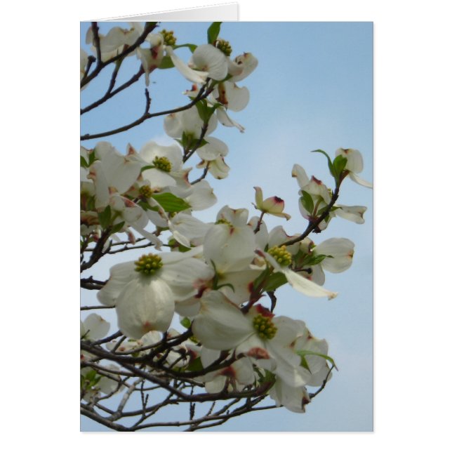 Wunderschöne Dogwoods (Vorne)