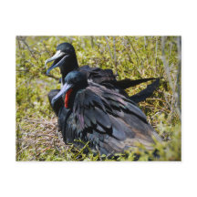 Wunderschöne Frigatebirds in Liebe