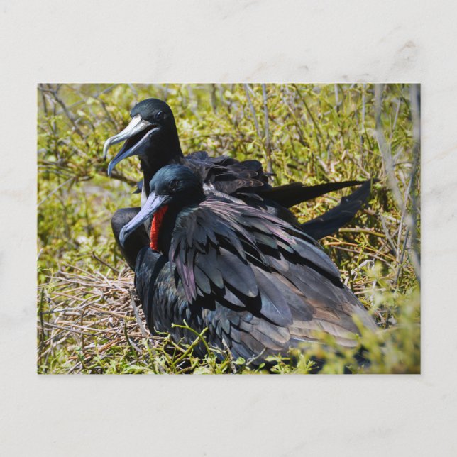 Wunderschöne Frigatebirds in Liebe Postkarte (Vorderseite)