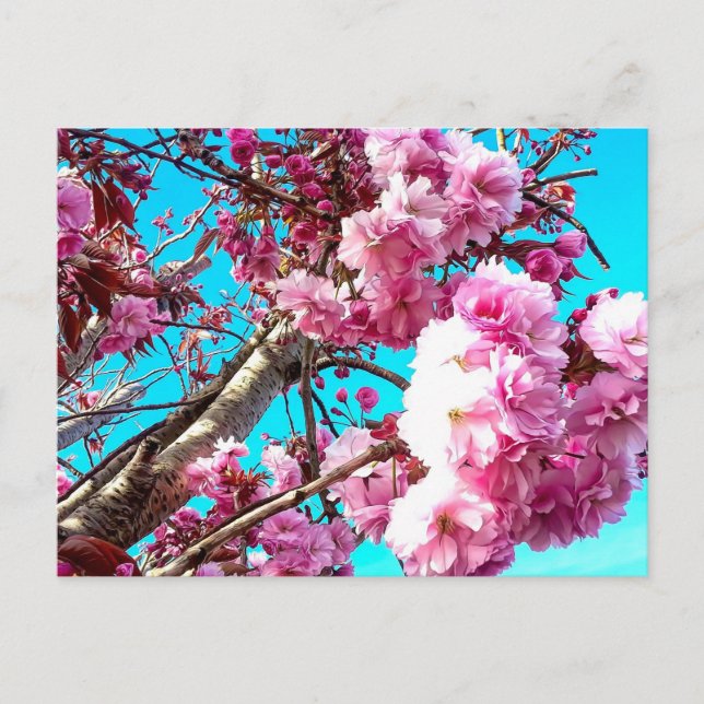 Wunderschöne Frühlingskirsche blüht digitale Maler Postkarte (Vorderseite)
