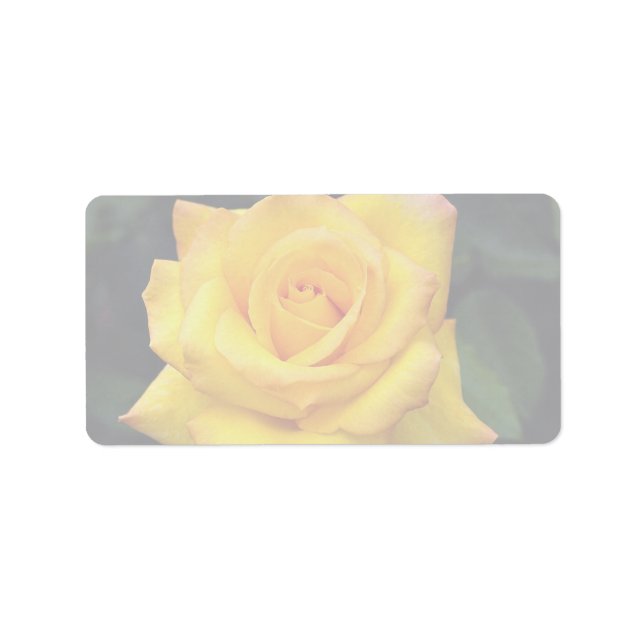 Wunderschöne Goldmedaille Grandiflora Rose "Aroyqu Adressaufkleber (Vorne)