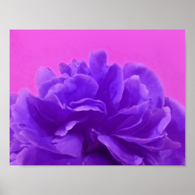 Wunderschöne lila Himbeer-Blumen Poster (Vorne)