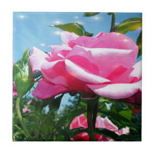 Wunderschöne rosa Rose am blauen Himmel. Florale F Fliese