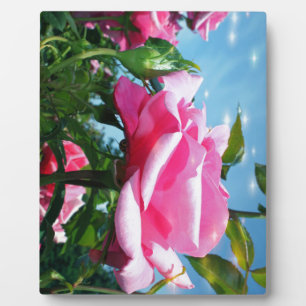 Wunderschöne rosa Rose am blauen Himmel. Florale F Fotoplatte