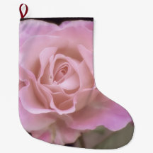 Wunderschöne Rosa Rose