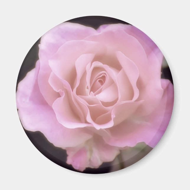 Wunderschöne Rosa Rose Magnet (Vorne)