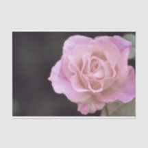 Wunderschöne Rosa Rose