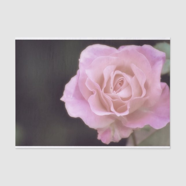 Wunderschöne Rosa Rose Seidenpapier (Vorderseite)