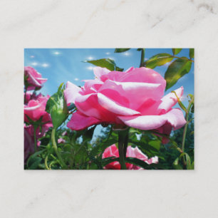 Wunderschöne rosa Rosenblüten im Profil vor blauem Visitenkarte