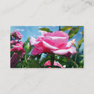 Wunderschöne rosa Rosenblüten im Profil vor blauem Visitenkarte