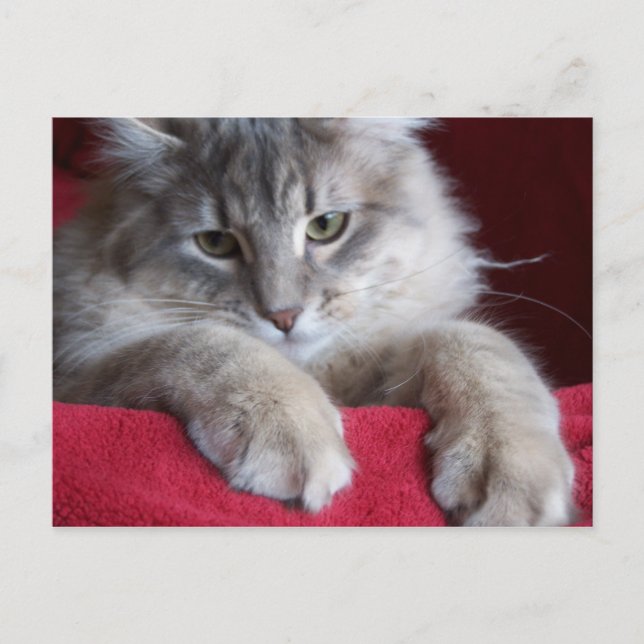 wunderschöne Rosine Postkarte 4 (Vorderseite)