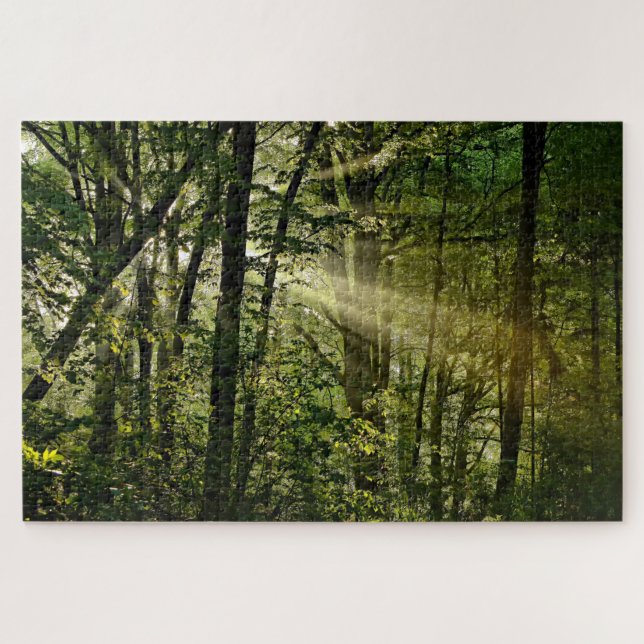 Wunderschöne Sonnenbänke im Morgenwald (Horizontal)