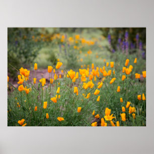 wunderschöne und duftende Wildblumen, die in Tuben Poster
