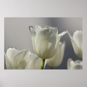 Wunderschöne weiße Frühlingshuppen Poster