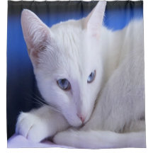 Wunderschöne weiße Katze/Fügen Sie das Foto Ihres