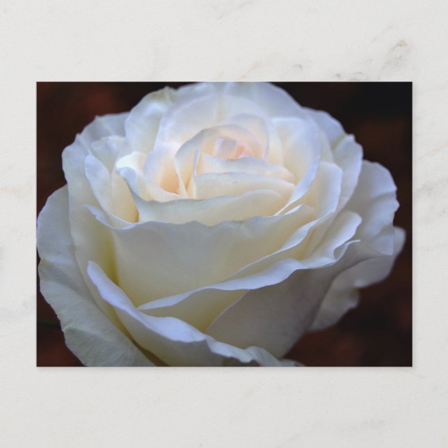 Wunderschöne weiße Rose Postkarte (Vorderseite)