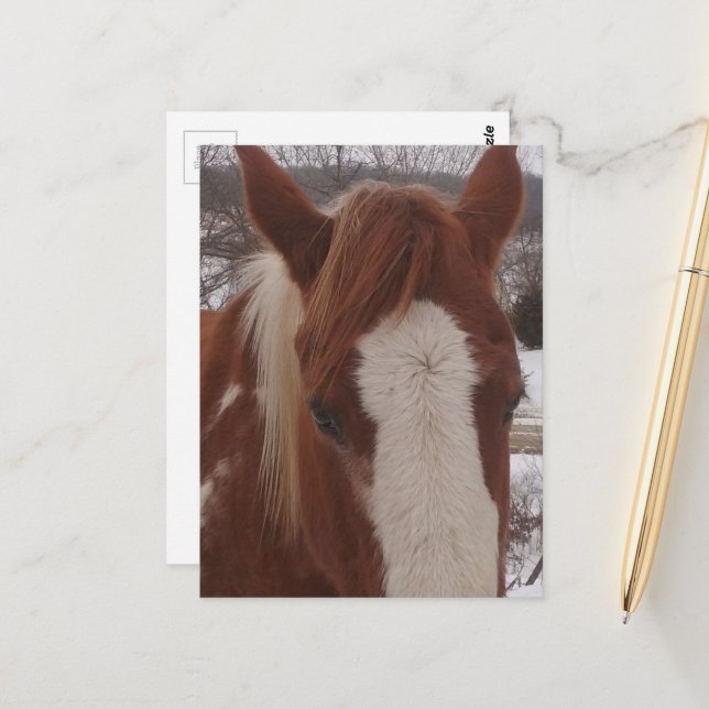 Wunderschöne Winter Paint Horse Stute Postkarte (Vorderseite/Rückseite Beispiel)