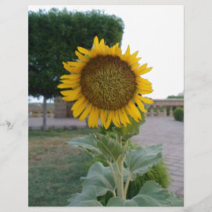 Wunderschöner atemberaubender Sonnenblumen-Kunstpr