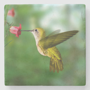 Wunderschöner Hummingbird im Untersetzer Stone