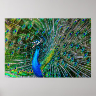 Wunderschöner Pfau mit seinem Schwanz Feathers Ope Poster