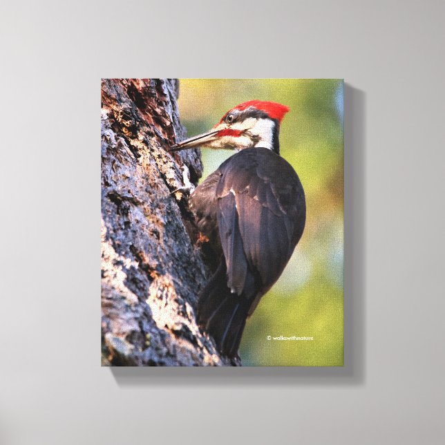 Wunderschöner Pileated Woodpecker auf dem Baum Leinwanddruck (Vorderseite)