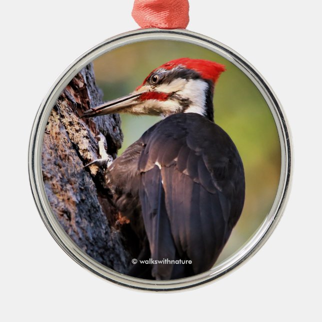 Wunderschöner Pileated Woodpecker auf dem Baum Ornament Aus Metall (Vorne)