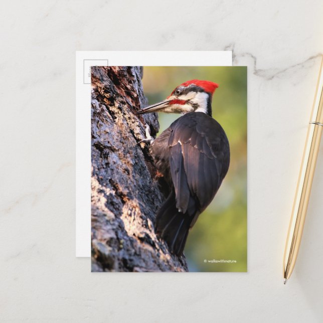 Wunderschöner Pileated Woodpecker auf dem Baum Postkarte (Vorderseite/Rückseite Beispiel)