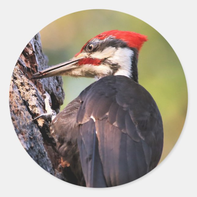 Wunderschöner Pileated Woodpecker auf dem Baum Runder Aufkleber (Vorderseite)