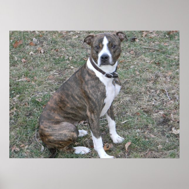 Wunderschöner Pitbull Boxer Mischrasse Poster (Vorne)