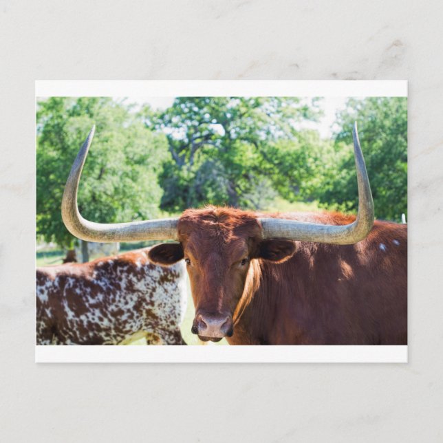 Wunderschöner Texas Longhorn Bull Postkarte (Vorderseite)