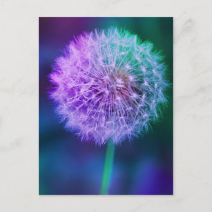Wunderschönes Foto aus Dandelion auf blauem Hinter Postkarte