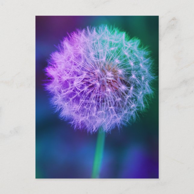 Wunderschönes Foto aus Dandelion auf blauem Hinter Postkarte (Vorderseite)