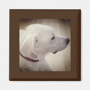 Wunderschönes Hundsprofil Foto Magnet
