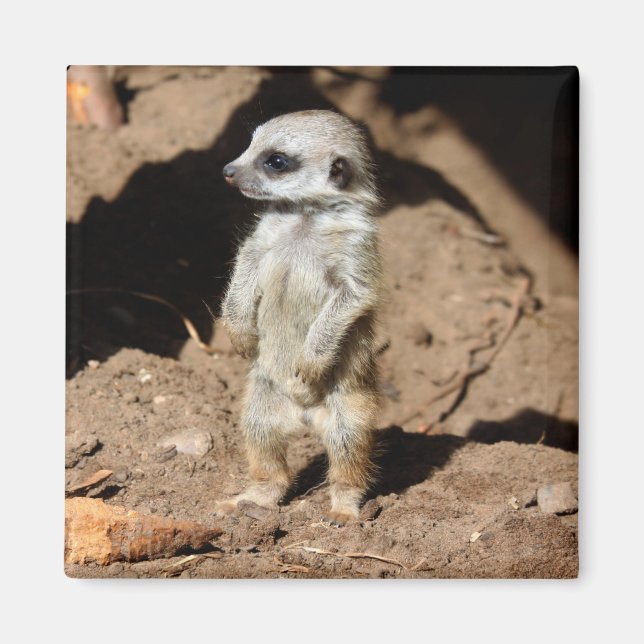 Wunderschönes Niedliches süßafrikanisches Meerkat- Magnet (Vorne)