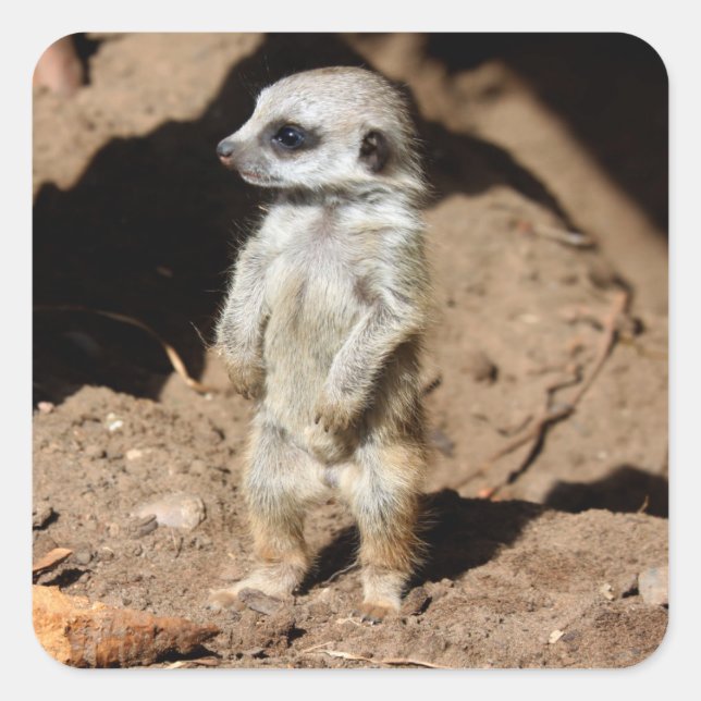 Wunderschönes Niedliches süßafrikanisches Meerkat- Quadratischer Aufkleber (Vorderseite)